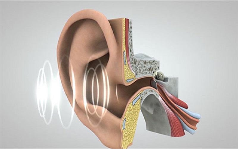 quá trình tiếp nhận âm thanh của tai